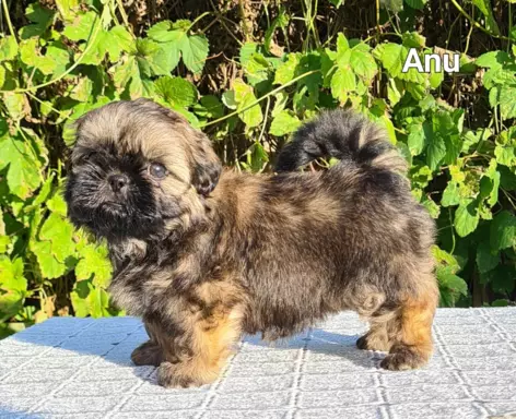 Szczenięta Shih tzu ZKWP 9