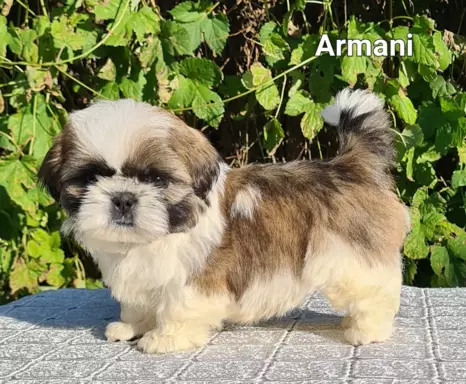 Szczenięta Shih tzu ZKWP 10