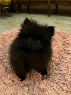 Czarna sunia Szpice Miniaturowe 1