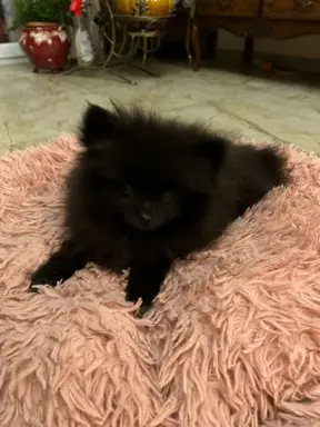 Czarna sunia Szpice Miniaturowe 2