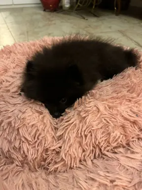 Czarna sunia Szpice Miniaturowe 3