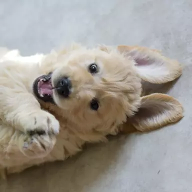 Golden Retriever 1