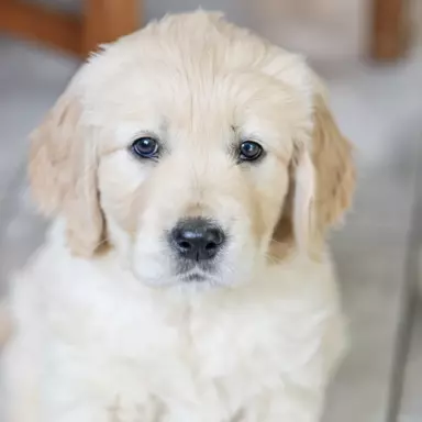 Golden Retriever 2