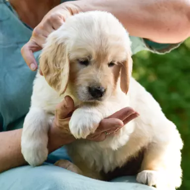 Golden Retriever 3