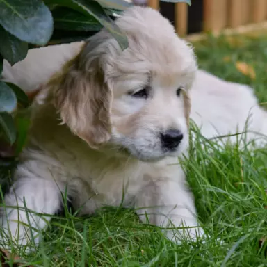Golden Retriever 4