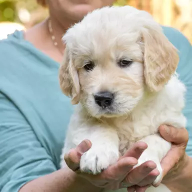 Golden Retriever 5