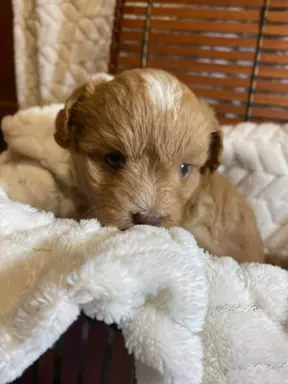 Maltipoo f1 Chłopiec 1