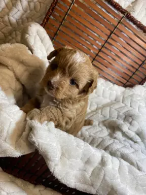 Maltipoo f1 Chłopiec 2