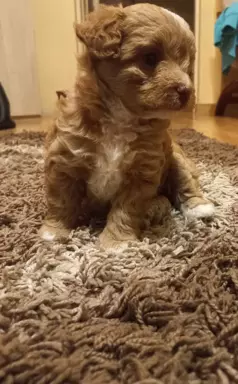 Maltipoo f1 Chłopiec 3