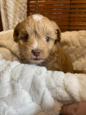 Maltipoo f1 Chłopiec 4