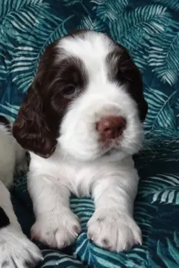 Springer Spaniel Angielski suczki 3