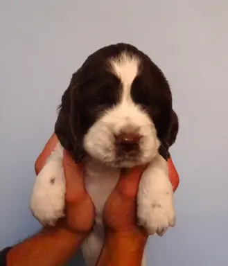 Springer Spaniel Angielski suczki 4