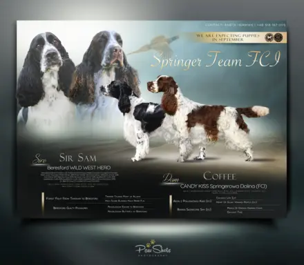 Springer Spaniel Angielski suczki 9