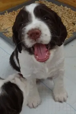 Springer Spaniel Angielski suczki 2