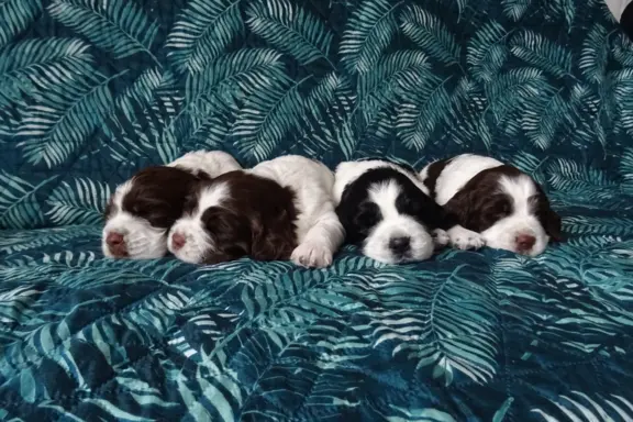 Springer Spaniel Angielski suczki 6