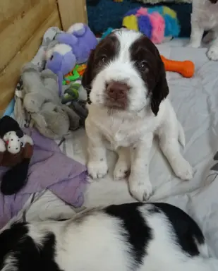 Springer Spaniel Angielski suczki 5
