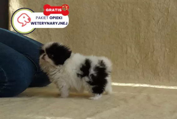 Chin Japoński - Spaniel FCI SUCZKI nie Cavalier nie Shih tzu 2