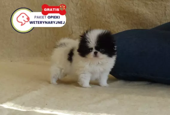 Chin Japoński - Spaniel FCI SUCZKI nie Cavalier nie Shih tzu 3