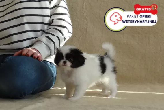 Chin Japoński - Spaniel FCI SUCZKI nie Cavalier nie Shih tzu 4