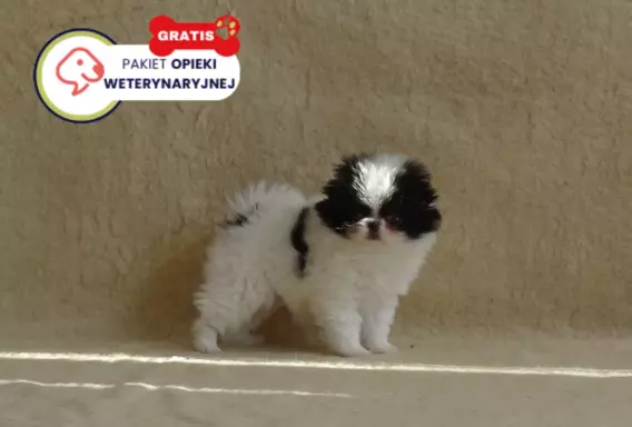 Chin Japoński - Spaniel FCI SUCZKI nie Cavalier nie Shih tzu 1