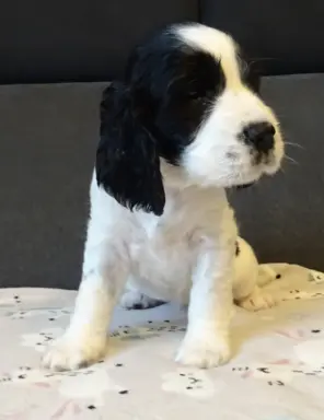 Springer Spaniel Angielski suczki 7