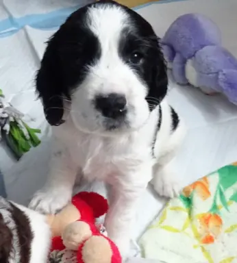 Springer Spaniel Angielski suczki 1