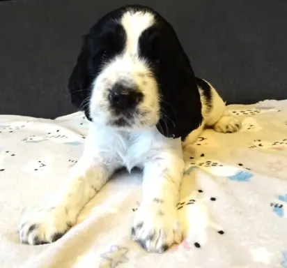 Springer Spaniel Angielski suczki 8