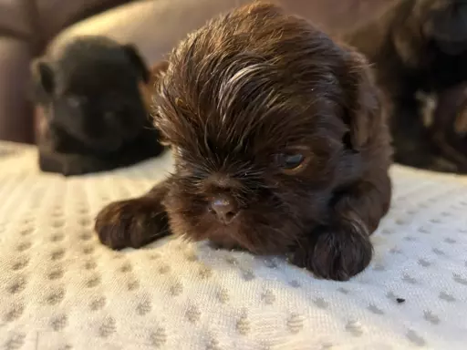 Szczeniaczki rasy Shih tzu 2