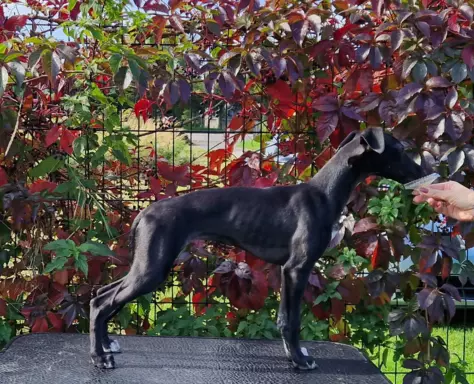 Suczka Chart Angielski Whippet 2