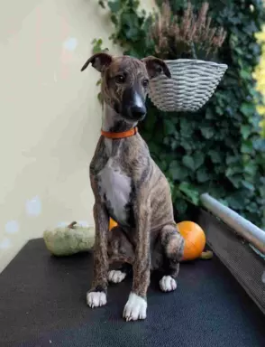 Piesek chart angielski Whippet ZKwP / FCI 5