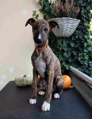 Piesek chart angielski Whippet ZKwP / FCI 6