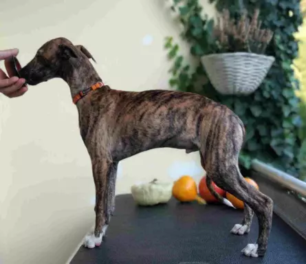 Piesek chart angielski Whippet ZKwP / FCI 4