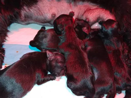 Shih Tzu szczenięta 4