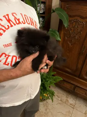 Czarna sunia Szpice Miniaturowe 4