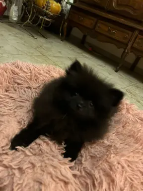 Czarna sunia Szpice Miniaturowe 5