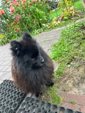 Czarna sunia Szpice Miniaturowe 6