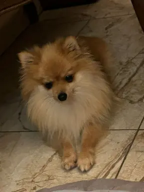 Czarna sunia Szpice Miniaturowe 7