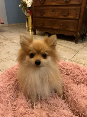 Czarna sunia Szpice Miniaturowe 8