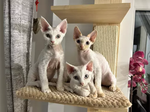 Kociaki devon rex 1