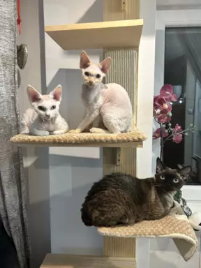 Kociaki devon rex 4