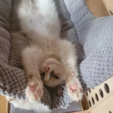 American curl - wyjątkowe kocięta 5