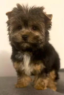 Yorkshire Terrier 3