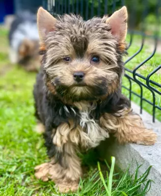 Yorkshire Terrier 2