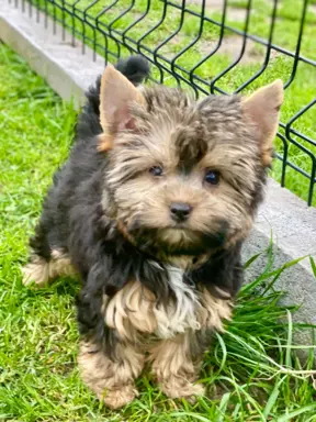 Yorkshire Terrier 1
