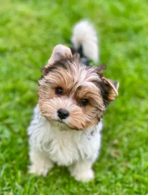 Yorkshire Terrier 4