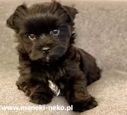 Black Yorkshire Terrier 1