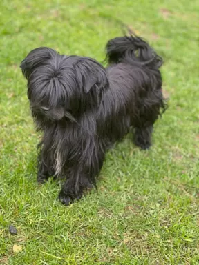 Black Yorkshire Terrier 3