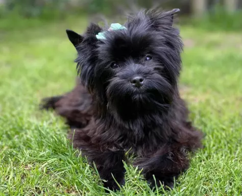 Black Yorkshire Terrier 4