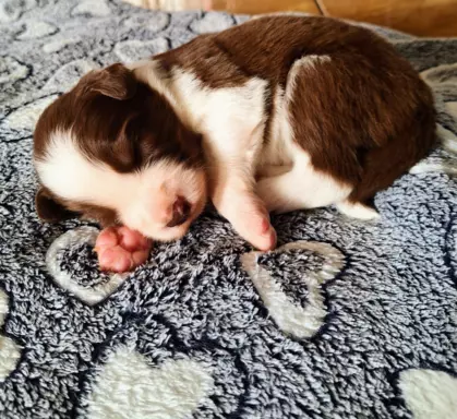 Border Collie szczenięta FCI 1