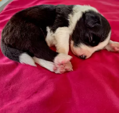 Border Collie szczenięta FCI 3